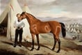 Sir Briggs - A True Warhorse
