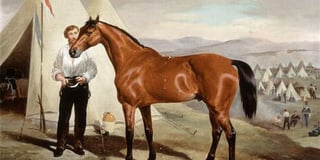 Sir Briggs - A True Warhorse