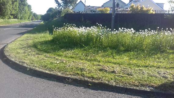 Wild flowers on partly mown verges across Monmouth