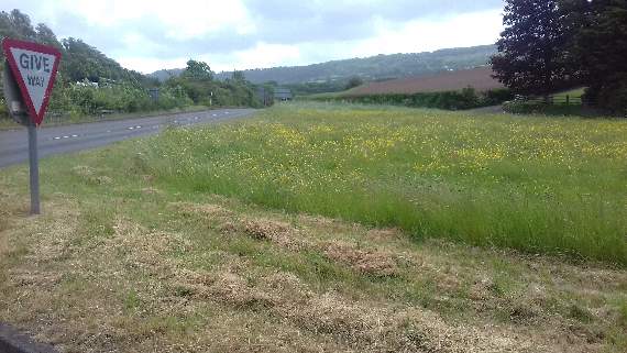 Partly mown grass verges