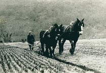 Old postcards of ploughing dug up from Brecon Museum archives
