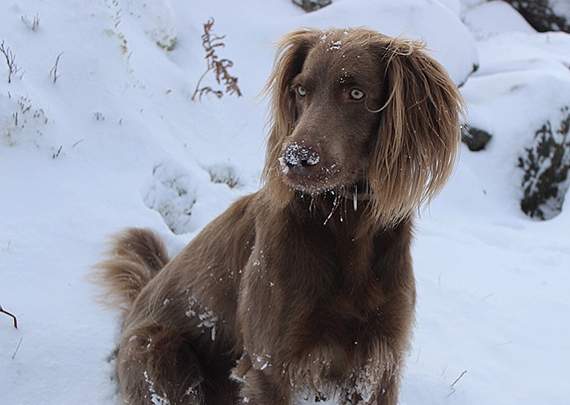 North the Weimaraner near Keepers Pond in Blaenavon. Picture by Jade Hanley