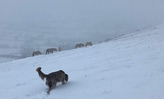 North frolics in the snow on Llangorse Mountain. Picture by Jade Hanley