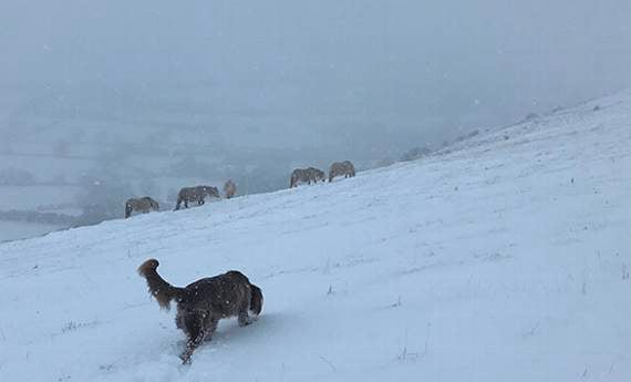 North frolics in the snow on Llangorse Mountain. Picture by Jade Hanley
