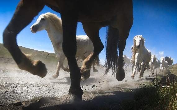 Horses roam free on the mountain