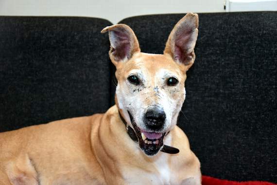 The 10-year-old lurcher has made an excellent recovery since she was rescued in January.