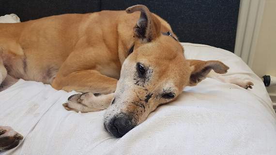 Tally’s wounds suggest she was forced to fight badgers and foxes.