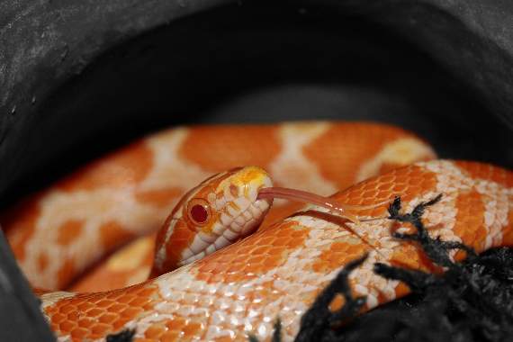 A close up of a corn snake - image from Sipa on Pixabay