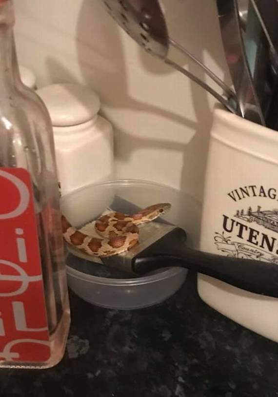 Severus the serpent enjoying his holiday in Cradoc Close