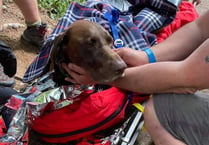 Dog saved by mountain rescue team after falling down waterfall