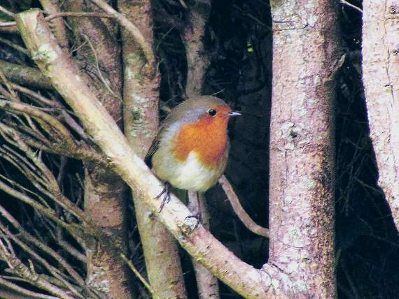 Linda Hill spotted this robin in her garden in Maesycrugiau