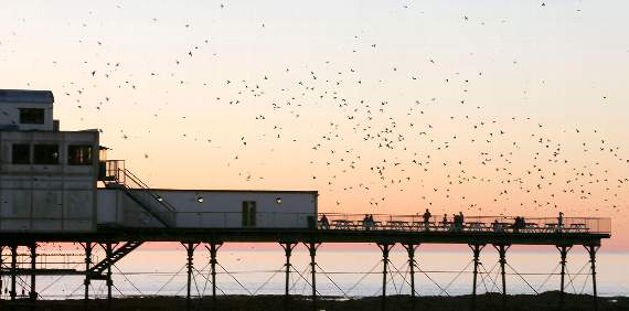 Starlings around the pier in Aberystwyth