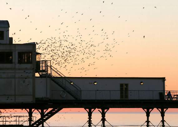 The starlings have returned to Aberystwyth after the summer