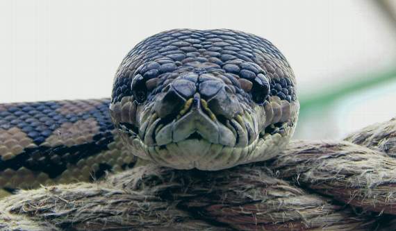 Nia Williams, of Talybont, sent in this picture of a snake at Borth Animalarium