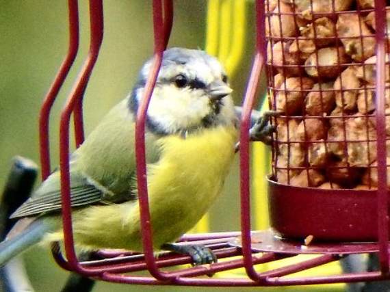 John Luckhurst of Ysbyty Ystwyth sent in this picture of a blue tit