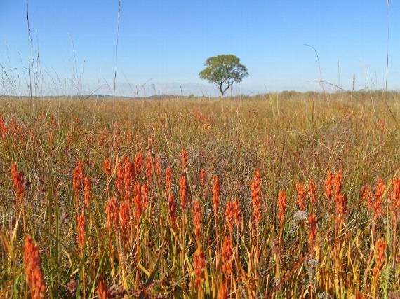 Bog Asphodel, in the right light, almost as attractive in autumn as when in full flower