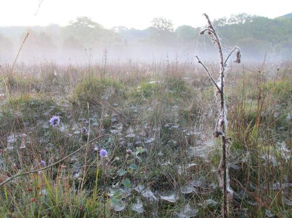 Hundreds of spiders webs picked out in the moisture-laden air