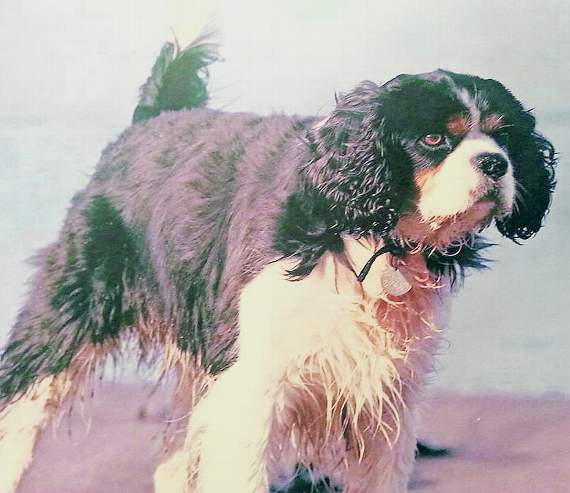Peter Boothroyd's dog Kim fled the scene