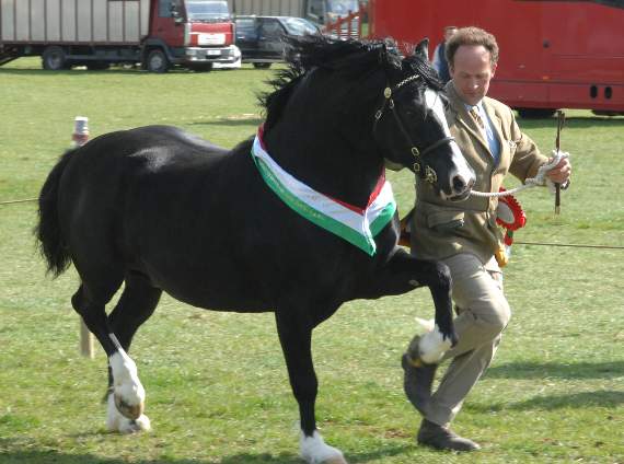 The Supreme Champion was a Welsh Section C stallion Moorcroft Mastertom, owned by Dafydd and Sian Morris of Neuaddparc, Cwm Rheidol