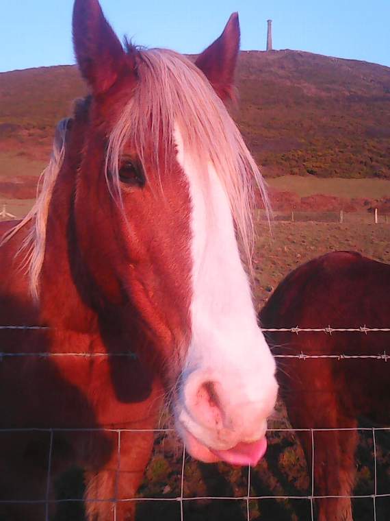 Jamie Davies sent in this snap of a horse gazing towards Pen Dinas