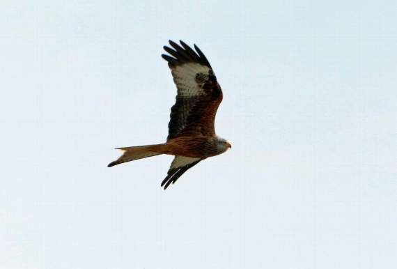 Sian Broderick sent in this photo of a Red Kite flying over Derwen Stud