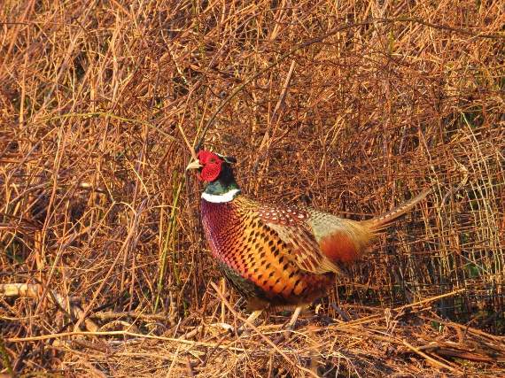 Lynne Blanchfield, of Aberystwyth, sent in this photo of a cock pheasant hiding in the bracken - with the colours of his feathers lit up like jewels by the setting sun