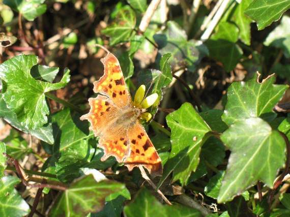 Spring sunshine and a comma butterfly