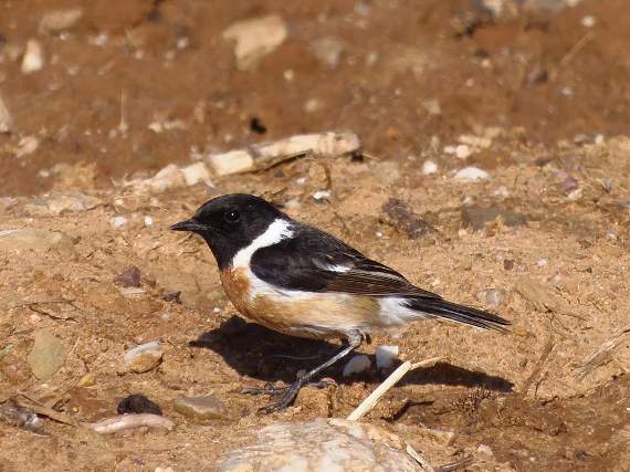 A stonechat, several of which Roy Bamford saw on his walk
