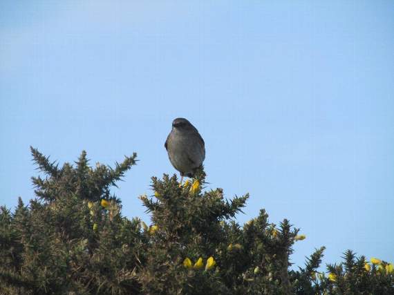 A very obliging dunnock (Llwyd y Grych), a frequent and vocal visitor along the coastal path