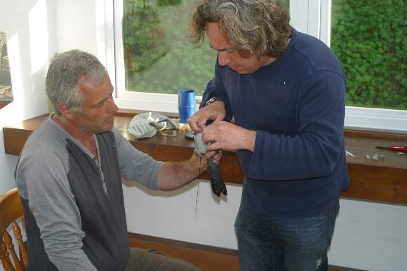 Tony Cross, of the Welsh Kite Trust and a well-known bird ringer ecologist from mid Wales, tags David the cuckoo along with Dr Chris Hewson, a BTO senior researcher