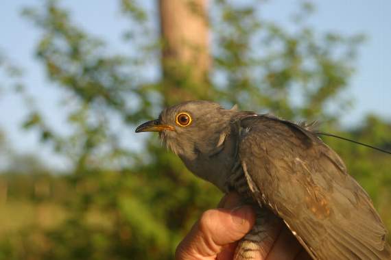 David the cuckoo