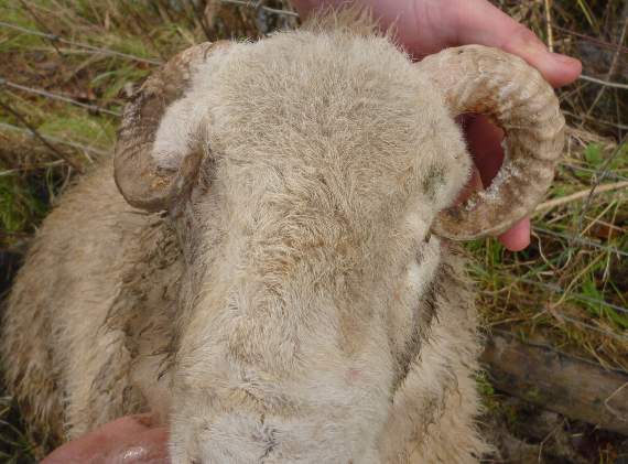 Pictures shown in court of a ewe with chronic sheep scab, and a ram lamb which was caused “unnecessary suffering” due to overgrown horns affecting both eyes