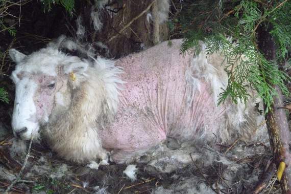 Pictures shown in court of a ewe with chronic sheep scab, and a ram lamb which was caused “unnecessary suffering” due to overgrown horns affecting both eyes