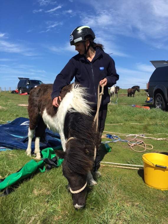 The pony was soon safe and well at the top of the cliff in the care of the RSPCA