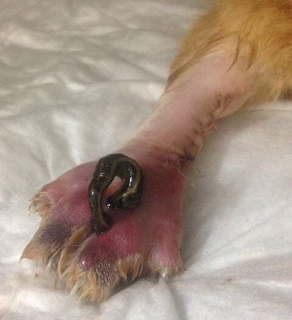 One of the leeches used in the treatment