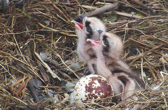 Bob 1 and Bob 2, along with their unhatched sibling Bob 3, at the Dyfi Osprey Project