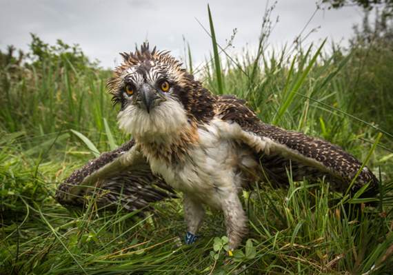 Aeron, the only male of the siblings, shortly after being ringed
