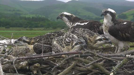 The three fledglings with Monty and Glesni