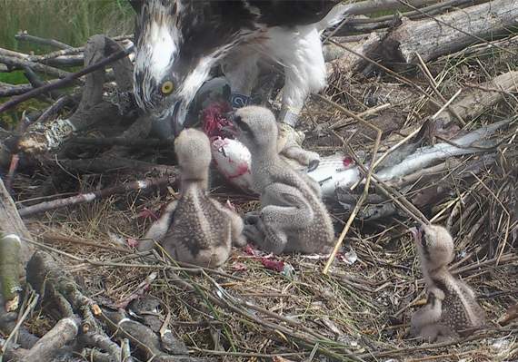 Bob 1 and Bob 2, who are older and stronger, being fed by Glesni as Bob 3, or ‘Bobby Bach’, waits patiently for food