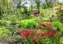 The glorious gardens of Ceredigion