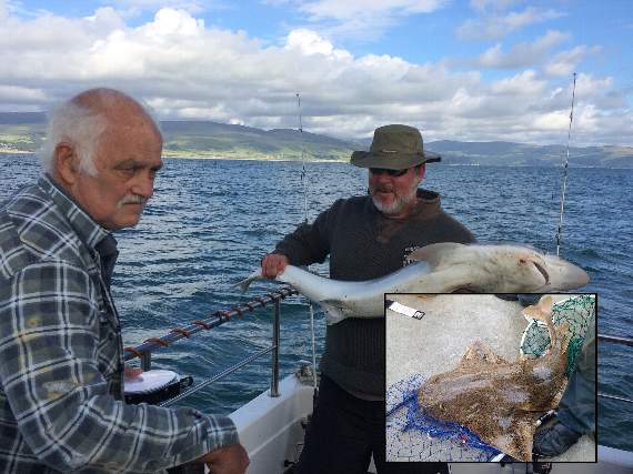 John Johnson and Grenville Watts who went out in Cardigan Bay to catch tope but landed this 54-pound angel shark instead (inset)
