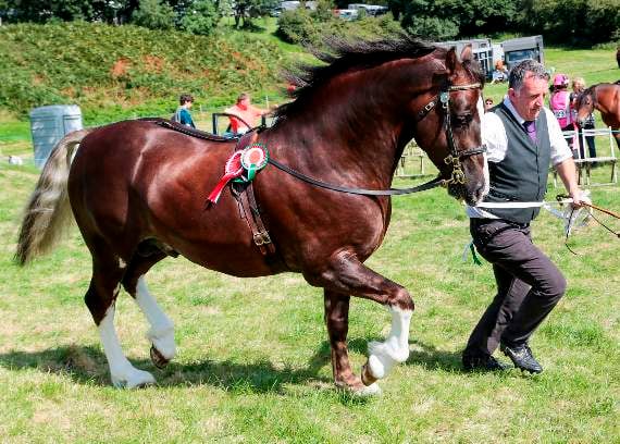 Reserve Welsh and Section D Champion, five-year-old Welsh Cob Stallion, Paith True Gift with Huw Morris from Iola James Morris, of Ger y Fynnon, Paith Stud, Goginan. 17APJ31AUG11