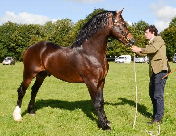 Carwyn Williams Crugybar Stud, Lampeter showing the Section D Champion