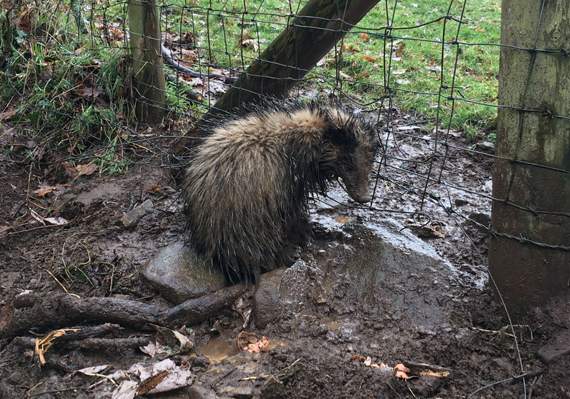 The badger is believed to have been trapped for a number of days