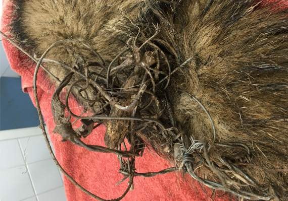 It was entangled in a mass of barbed wire