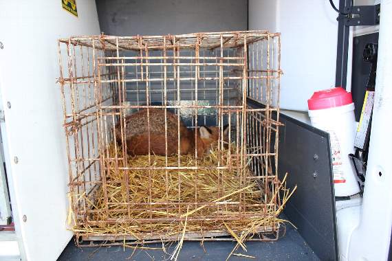 A caged fox found by the RSPCA's Special Operations unit at Cwm Bowydd farm