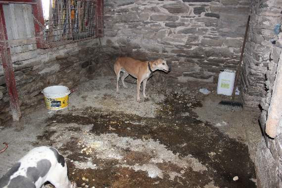 Dogs at Cwm Bowydd farm