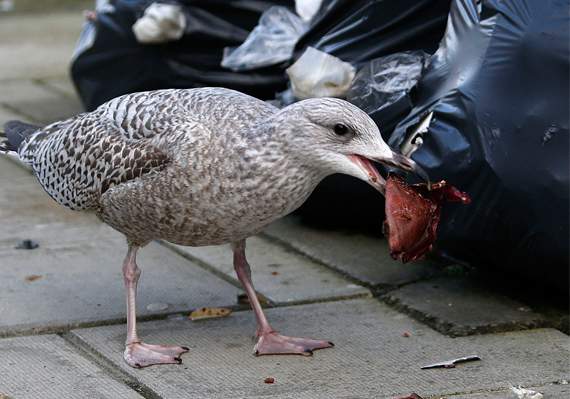 Calls continue to be made for seagull-proof bin bags to be introduced