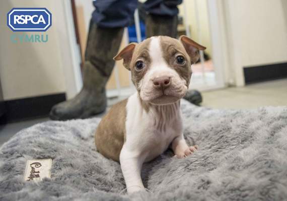 Molly was found in a shoebox in a Llanarth garden