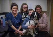 Lucky escape for puppy after swallowing needle and thread